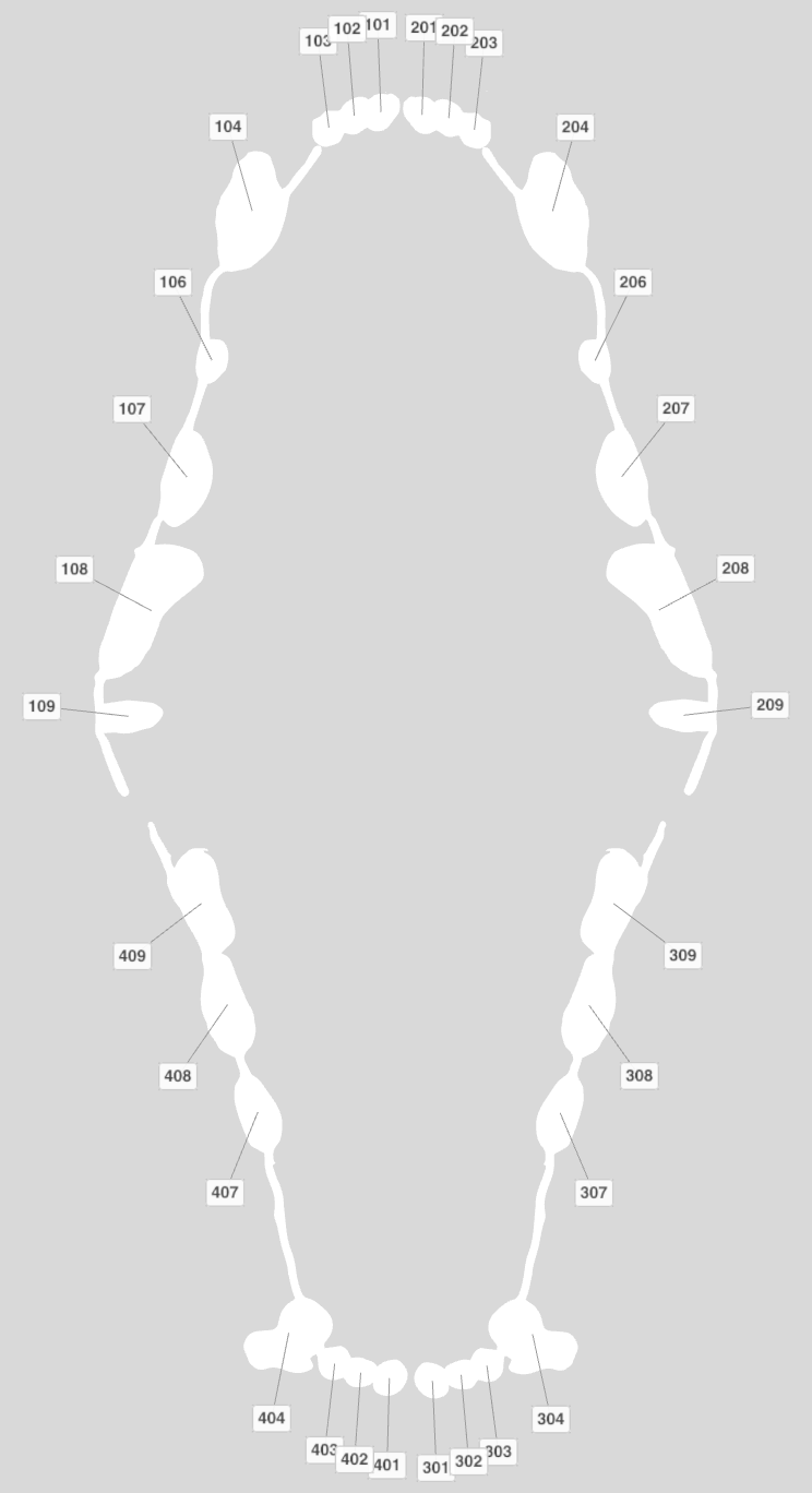 Cat dental chart with every tooth numbered
