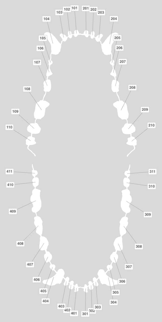 Dog dental chart with every tooth numbered